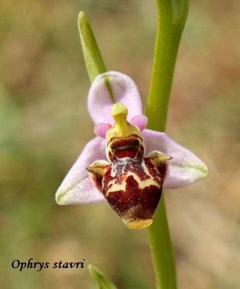 Orchidee dell''Epiro e del Peloponneso